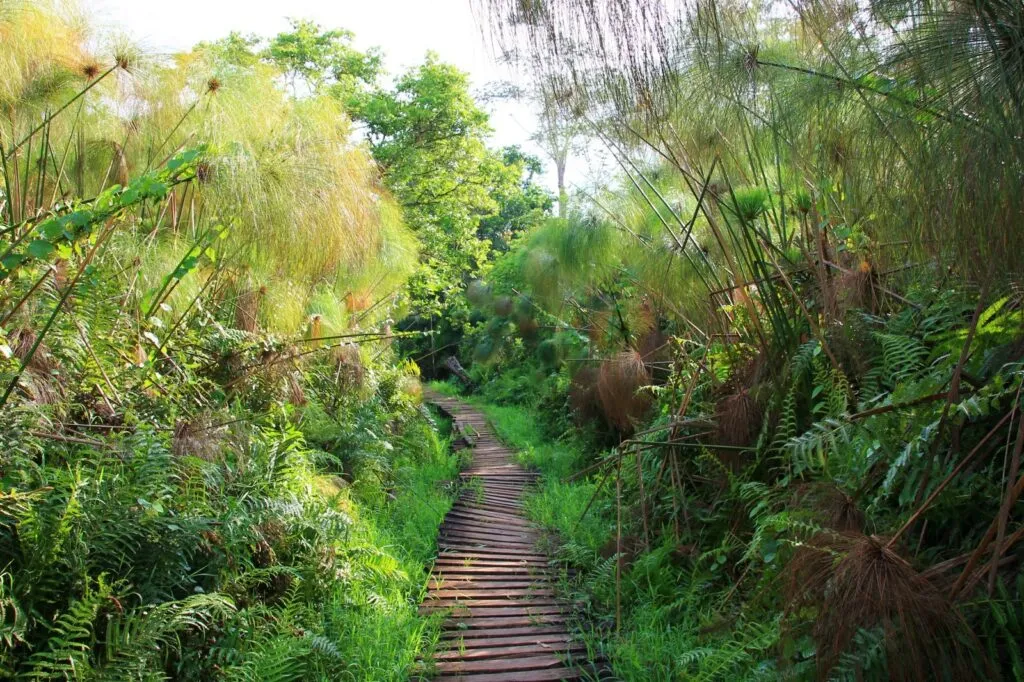 Bigodi Wetland Sanctuary Uganda