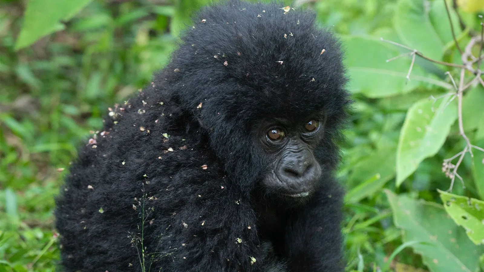 Gorilla trekking itinerary in Uganda