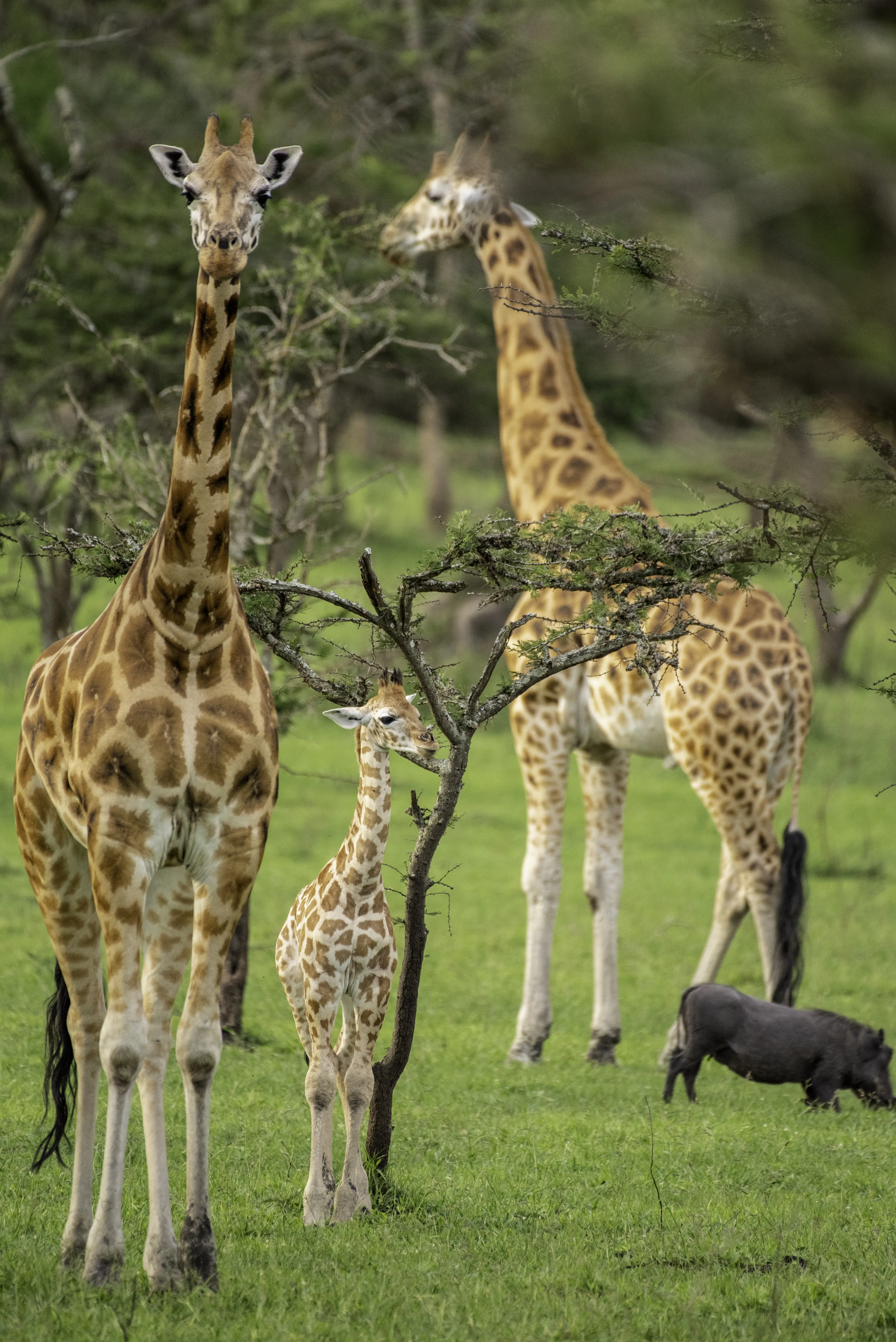 Lake Mburo National Park