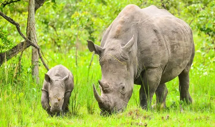 Ziwa Rhino Sanctuary Uganda