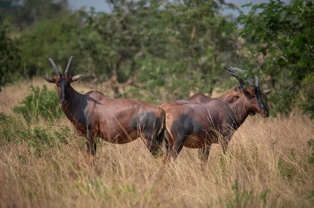 Safari journey through East Africa