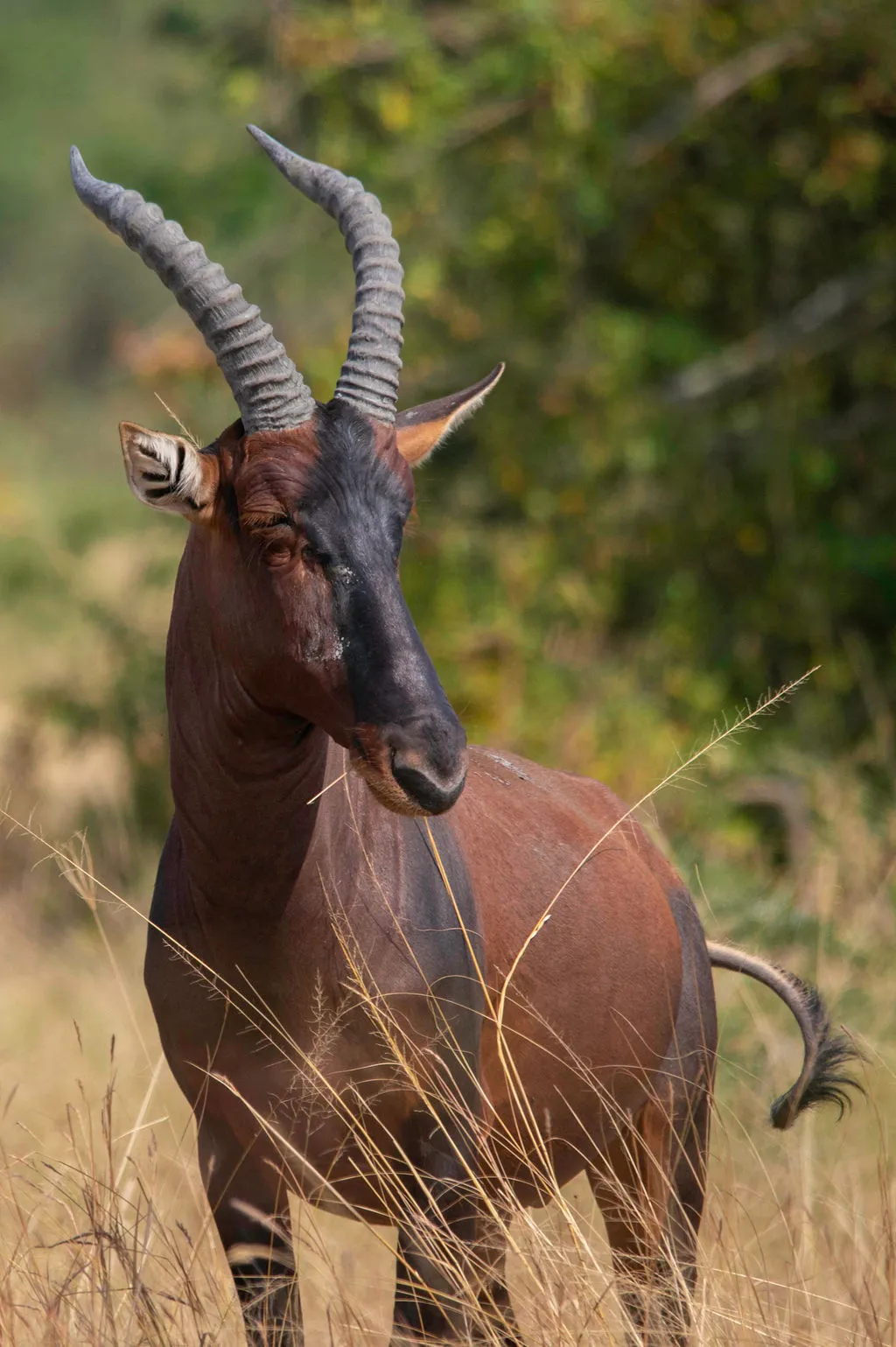 Murchison Falls National Park