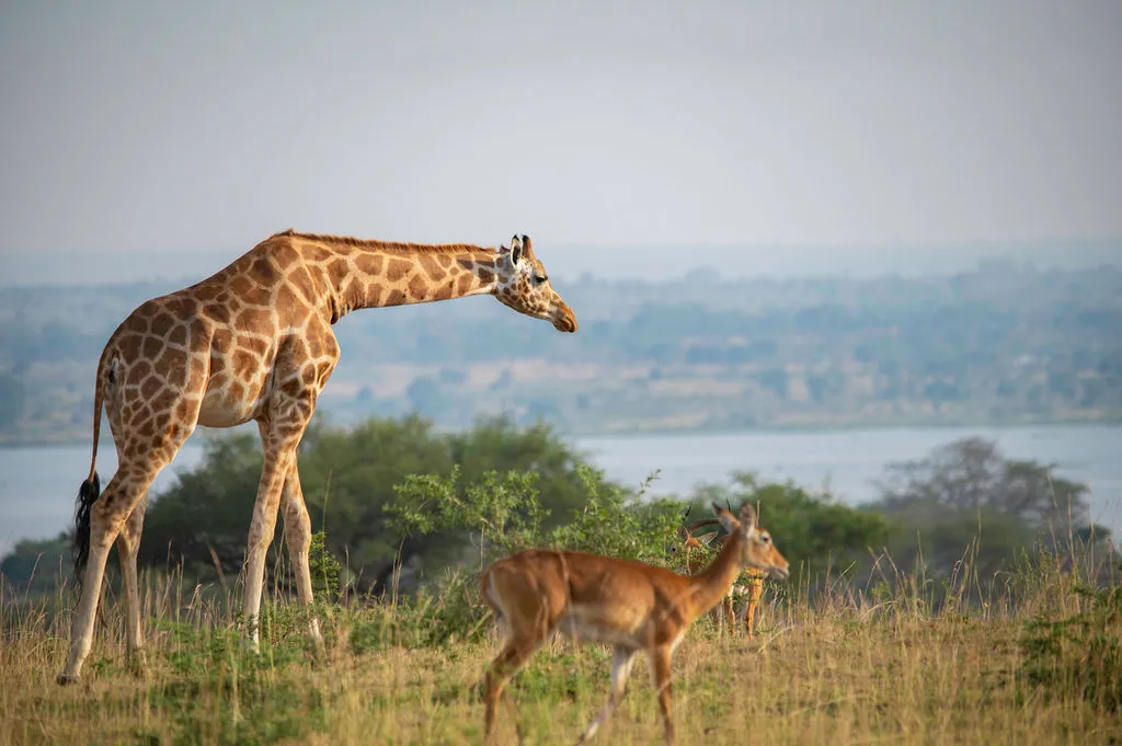 Murchison Falls National Park