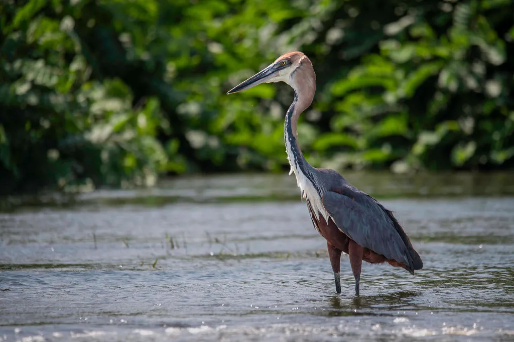 Bird watching in Uganda