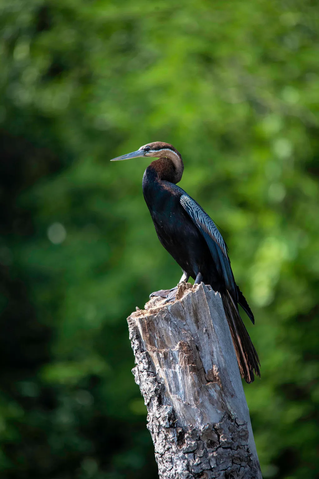 Bird watching in Uganda
