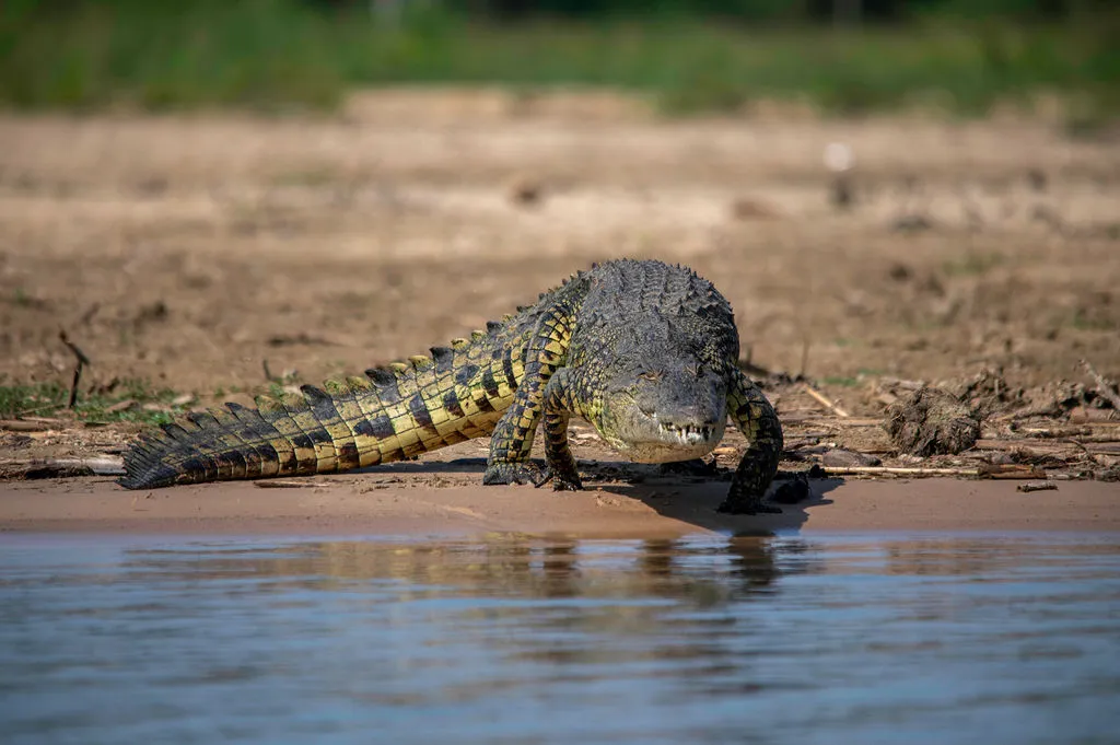 River Nile, Murchison Falls National Park