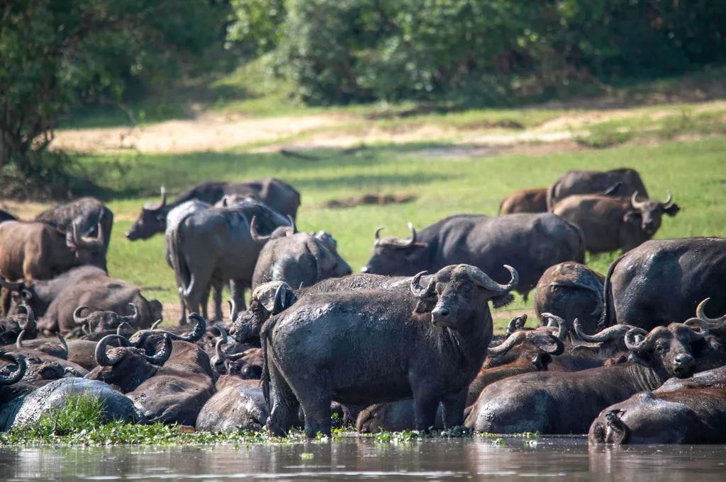 Wildlife safari in Uganda
