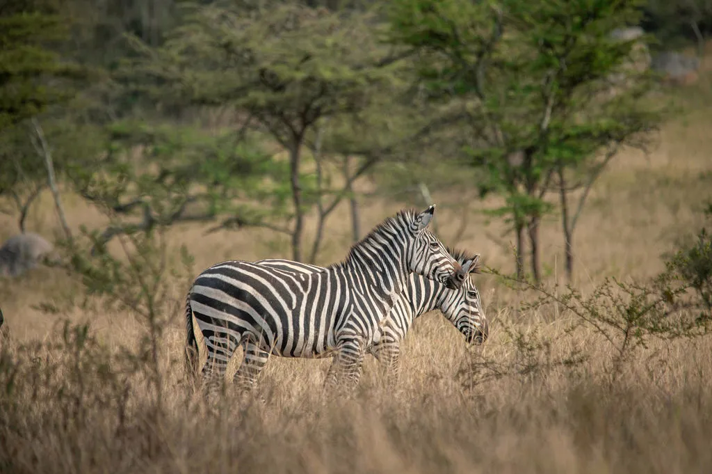 Kidepo Valley National Park