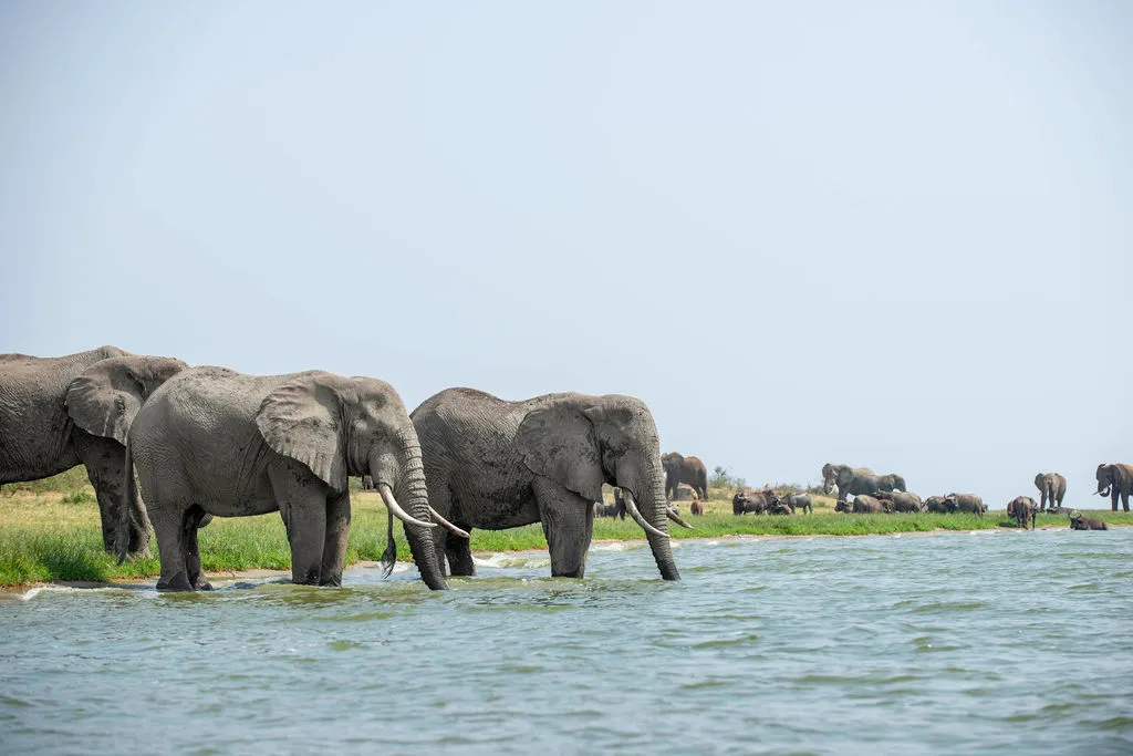 Kazinga Channel, Queen Elizabeth National Park