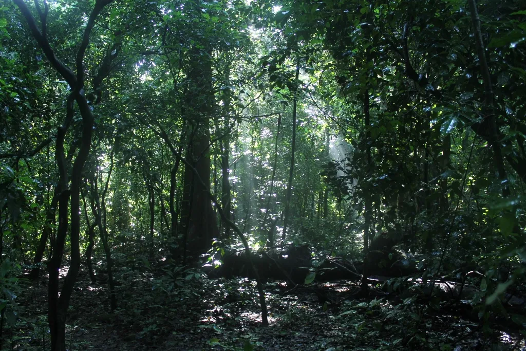 Budongo Forest Uganda