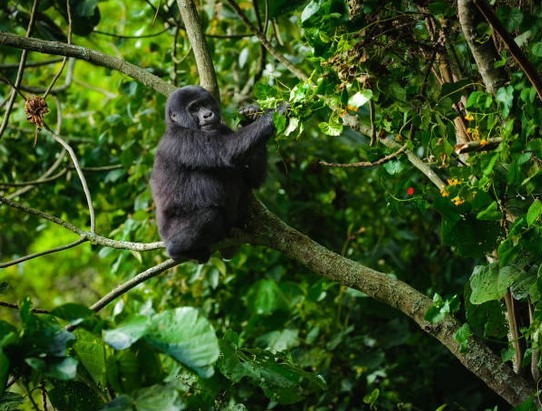 Bwindi Impenetrable National Park Uganda