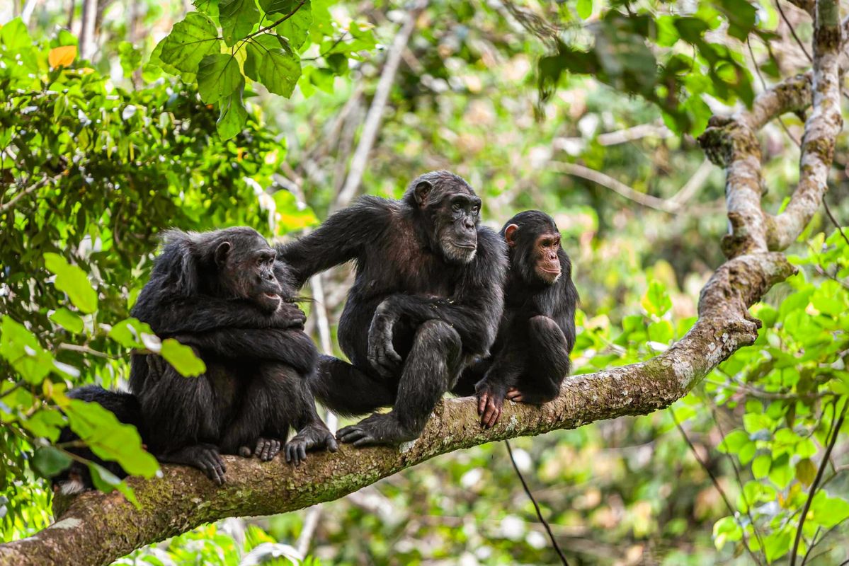 Chimpanzee Tracking in Uganda