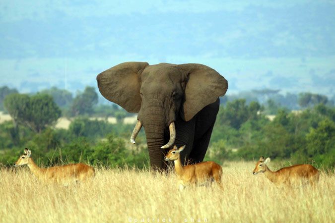 Queen Elizabeth National Park Uganda