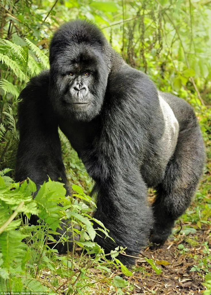 Rwanda itinerary beyond gorilla trekking