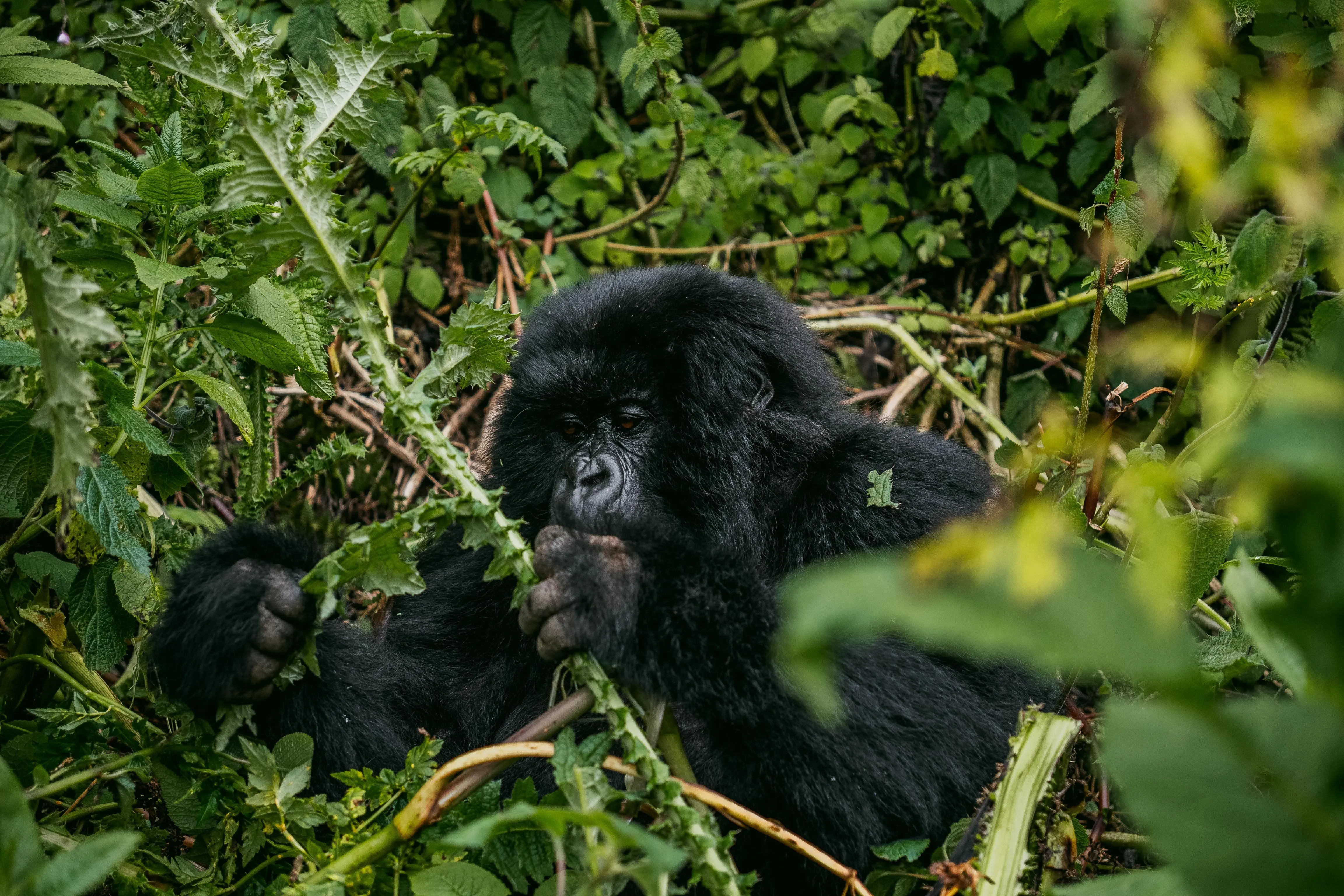 Gorilla Trekking