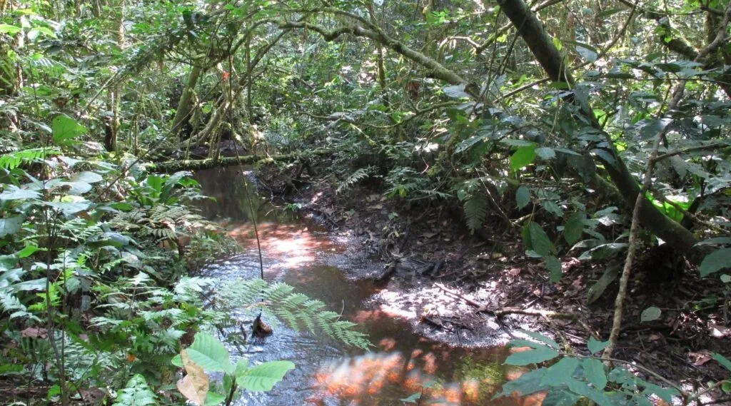 Kalinzu Forest Reserve Uganda