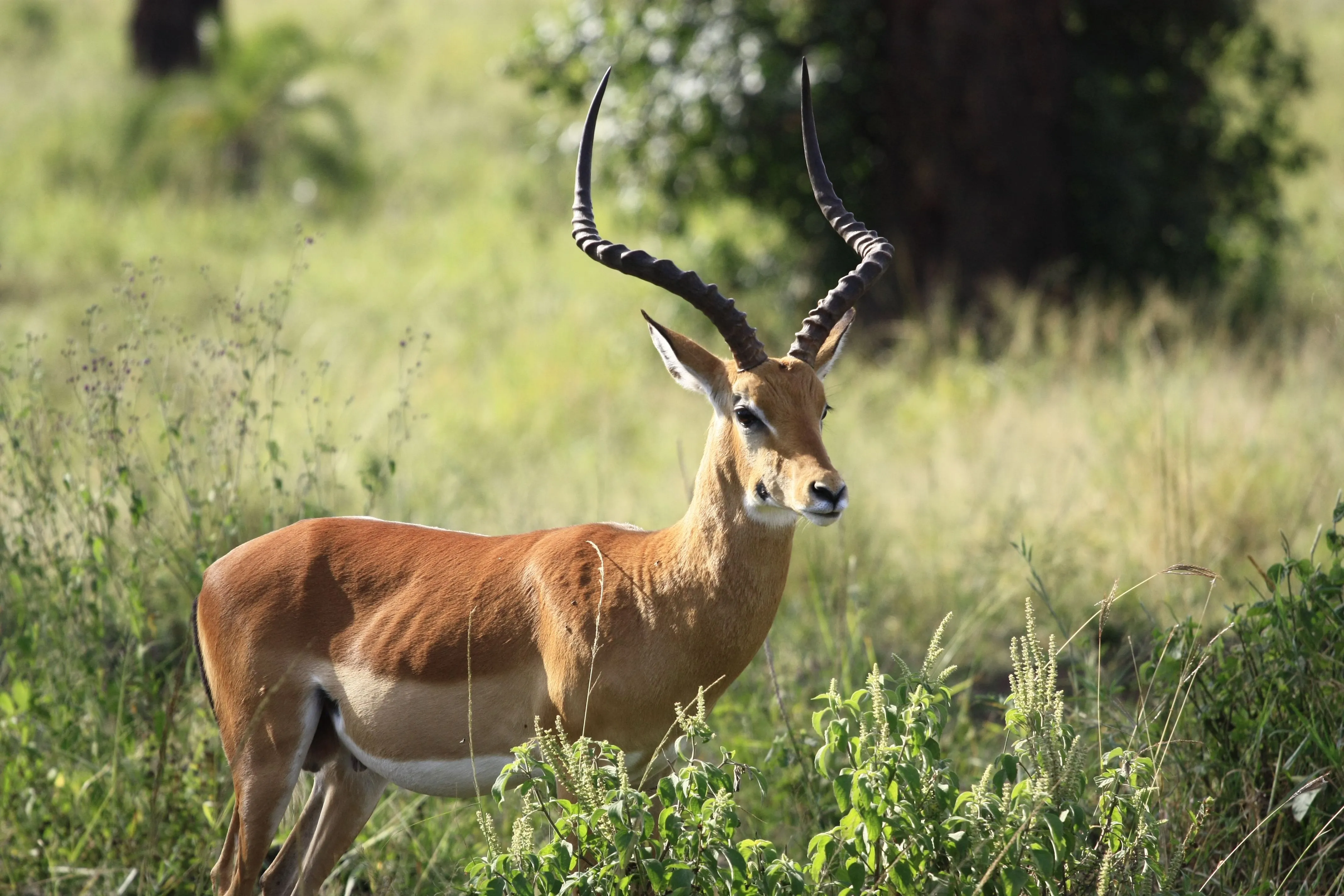 Plan a safari with Narina Safaris