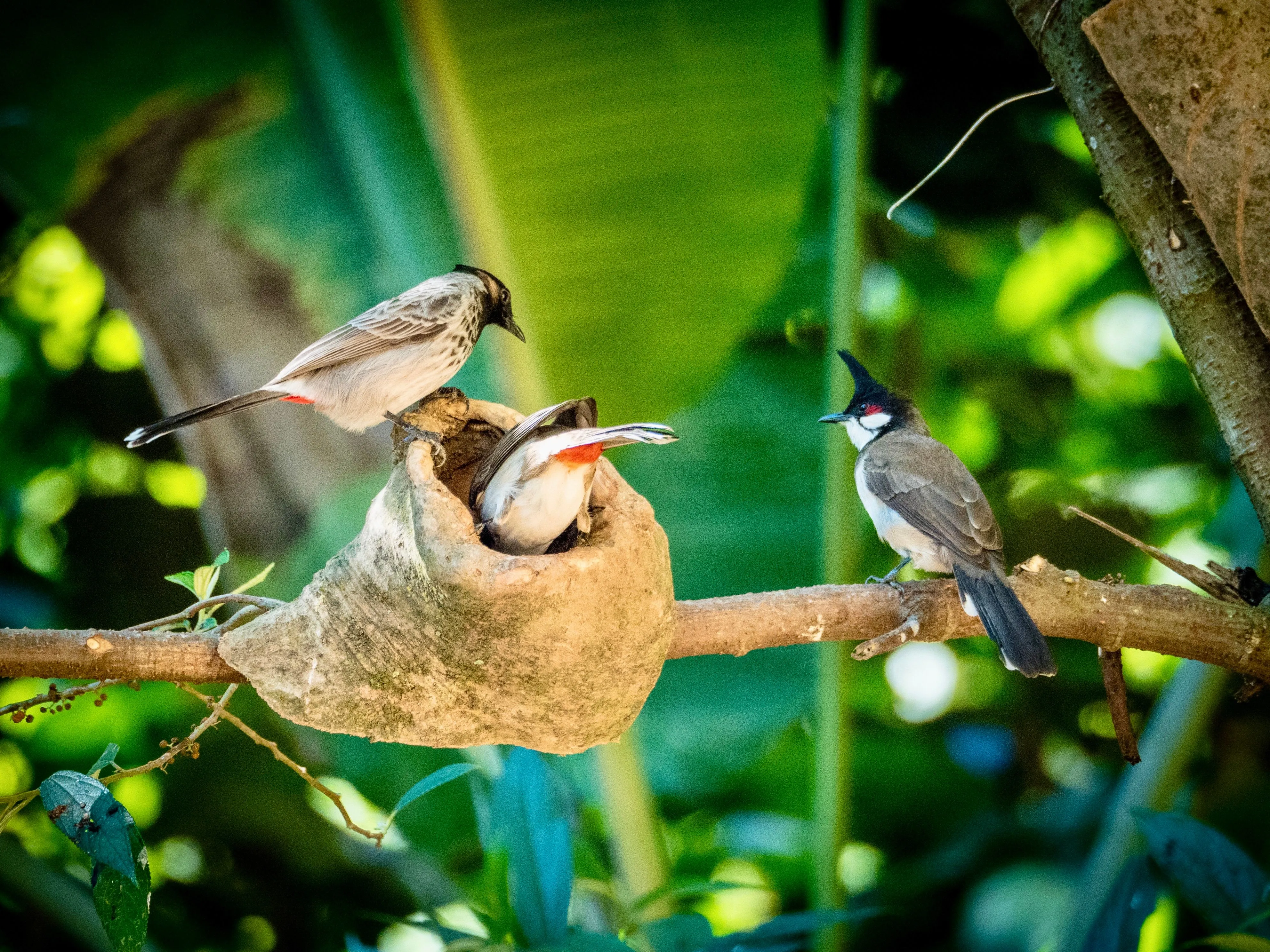 Safari experiences in East Africa