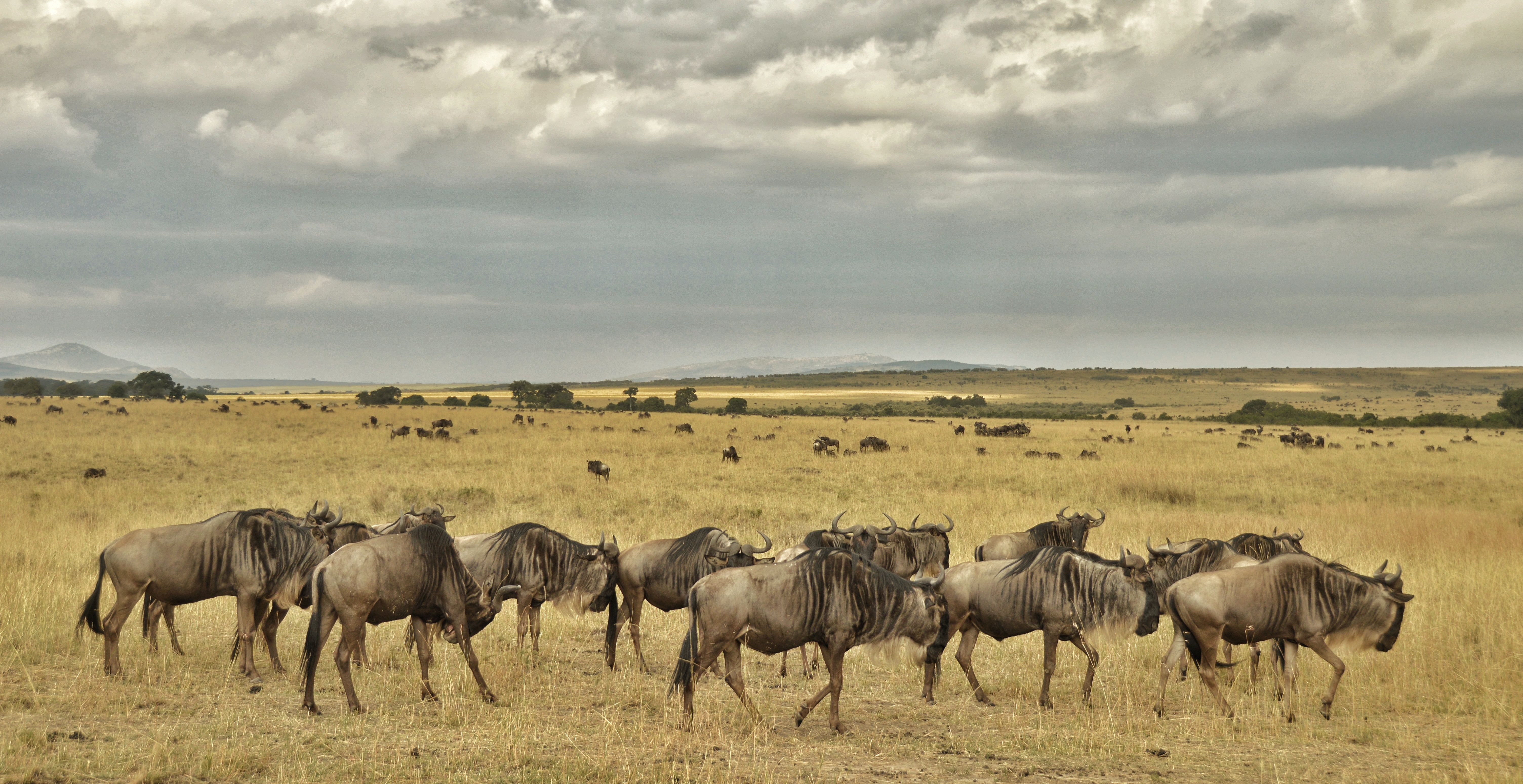 Wildlife Safari in Uganda