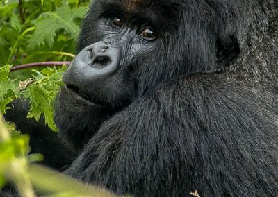 Rwanda Gorilla