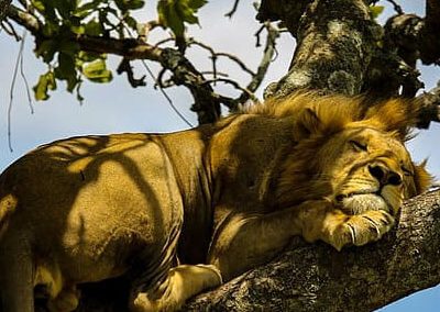 Uganda Tree hanging lions