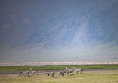 Nothern tanzania safari