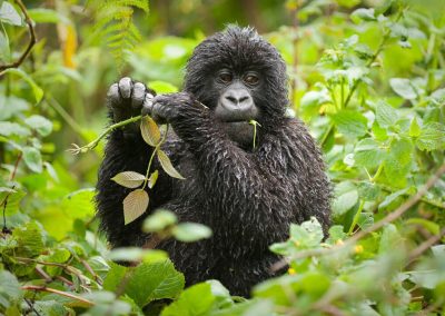 Uganda Primates Safari